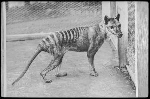 Thylacine at Beaumaris Zoo, 1936