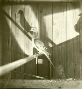 Passenger Pigeon profile view with shadow